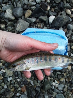 DSC_0965.JPG